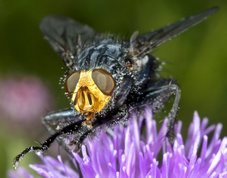 Cynomya mortuorum - ”Fly of the dead”